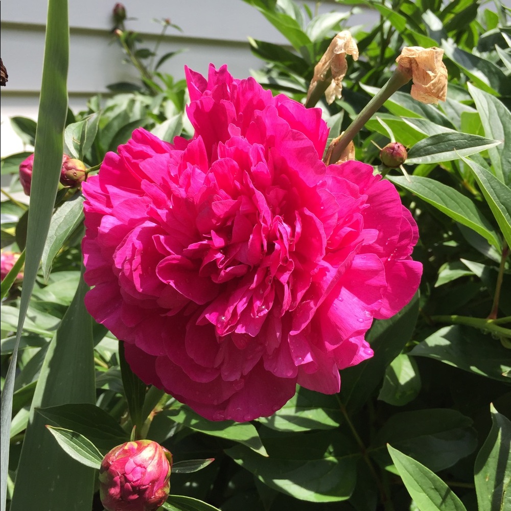 Meet your Posher, Kelsey